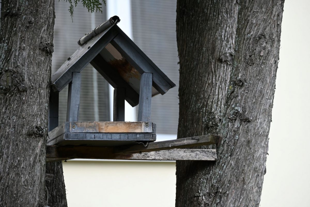 jan gugh sos birdlife slovensko mesacnik poprad