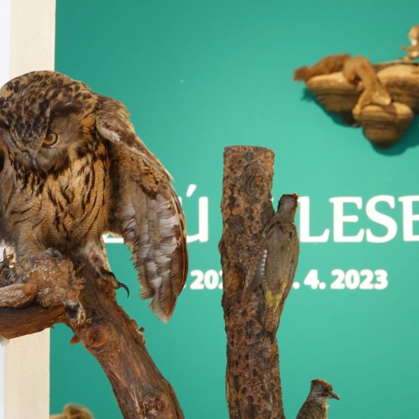 ziju v lese podtatranske muzeum v poprade mesacnik poprad