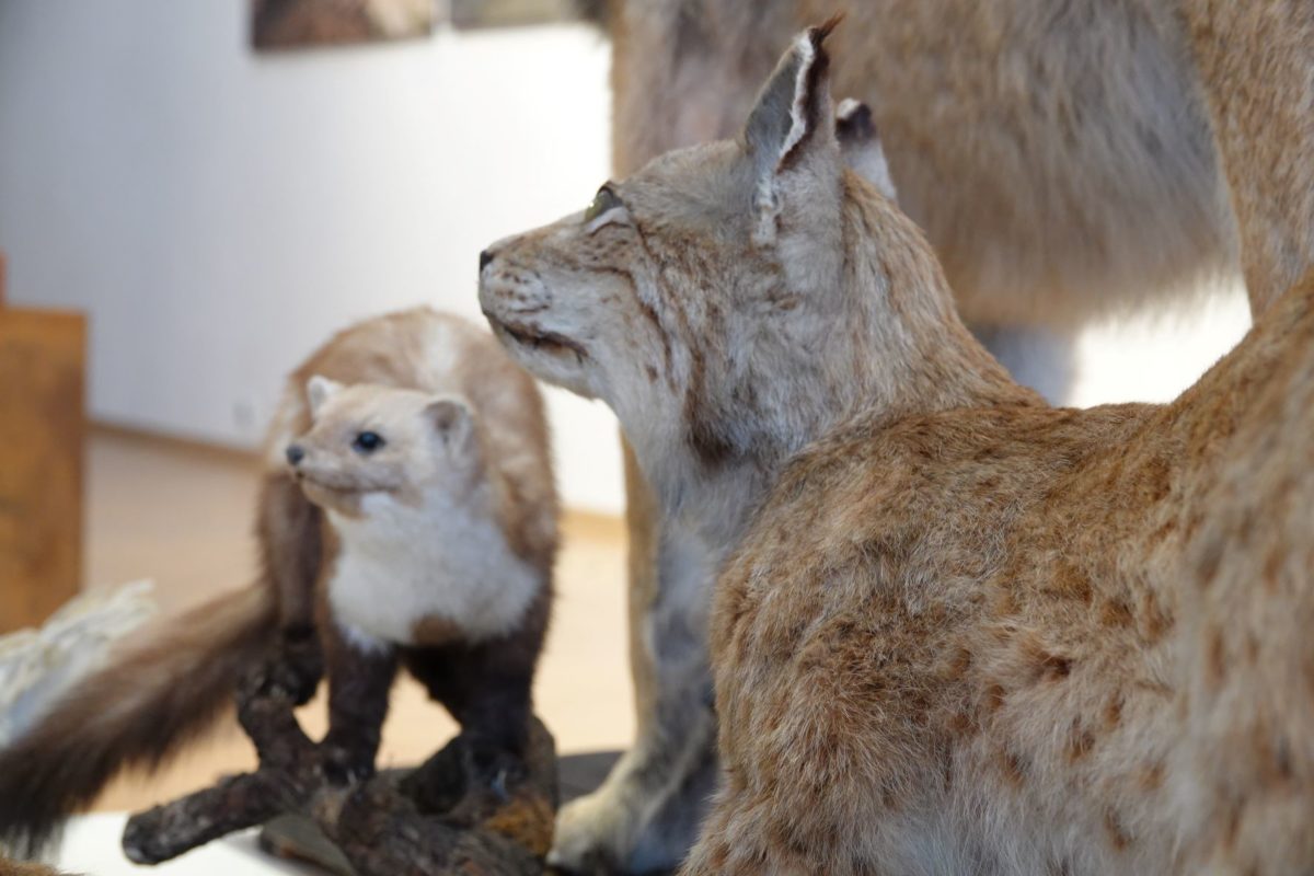 ziju v lese podtatranske muzeum v poprade mesacnik poprad